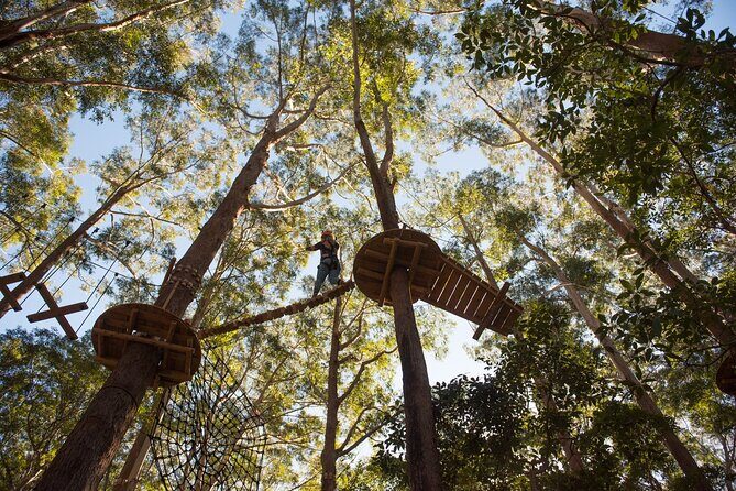 Western Sydney Tree Ropes Course - Western Sydney Tree Ropes Course Review: An Adrenaline-Fueled Outdoor Adventure