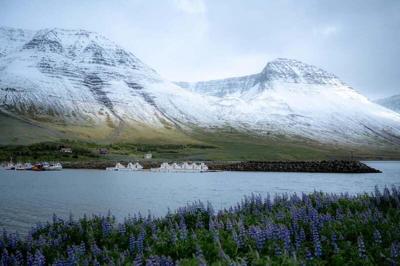 Westfjords Express Half-Day Tour from Ísafjörður - Who Would Love This Tour?