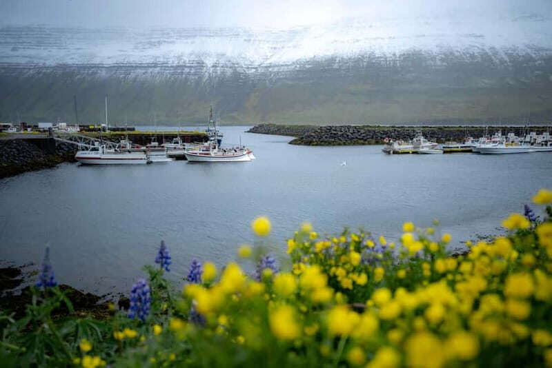 Westfjords Express Half-Day Tour from Ísafjörður - The Sum Up