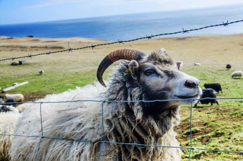westman-islands-day-tour-from-reykjavik