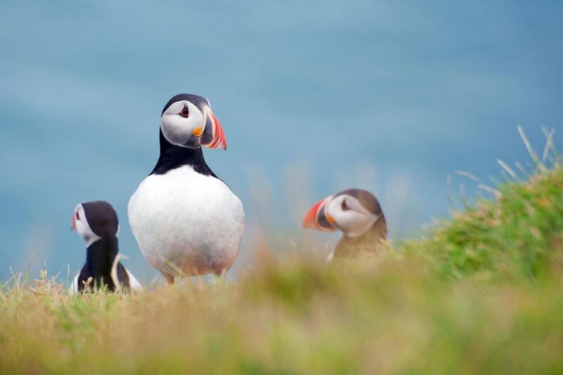 westman-islands-day-tour-from-reykjavik