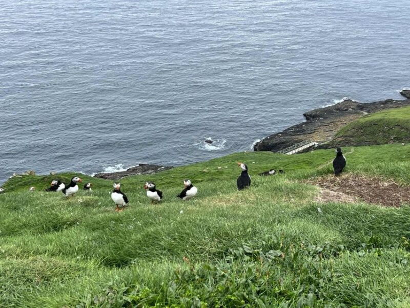 westman-islands-private-tour