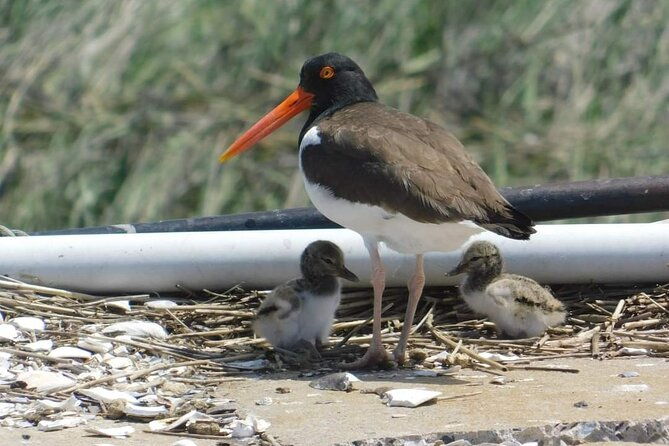 wetlands-safari-eco-cruise-in-cape-may-birding-by-boat