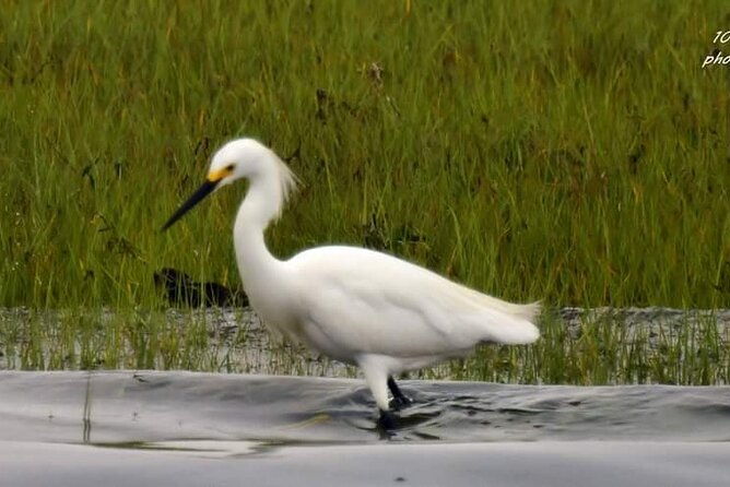 wetlands-safari-eco-cruise-in-cape-may-birding-by-boat