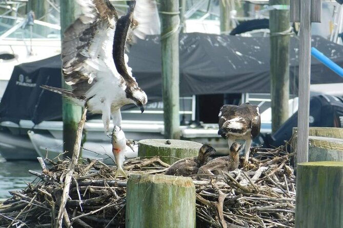 wetlands-safari-eco-cruise-in-cape-may-birding-by-boat