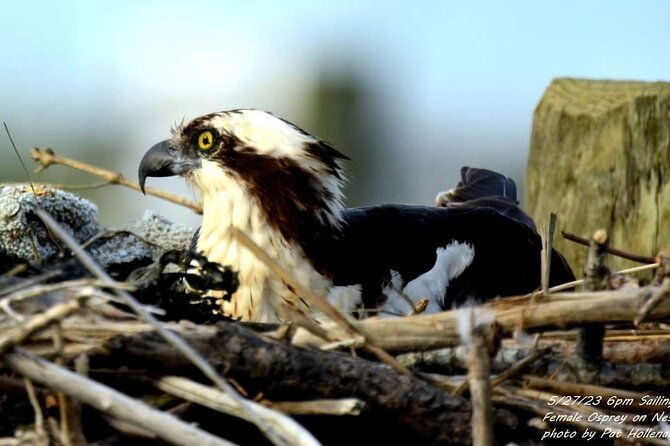 wetlands-safari-eco-cruise-in-cape-may-birding-by-boat