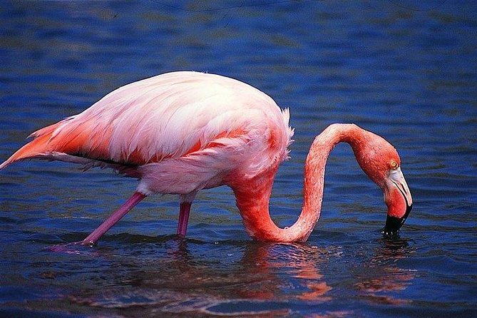 wetlands-tour-with-wall-of-tears-from-isabela-island