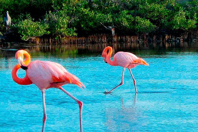 wetlands-tour-with-wall-of-tears-from-isabela-island