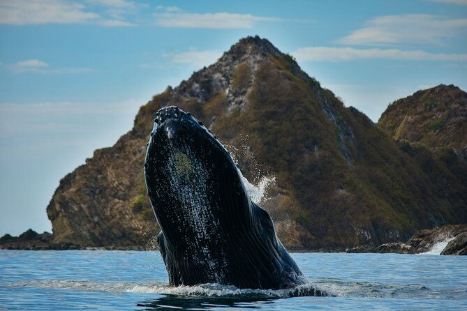 whale-and-dolphin-tour-july-october-20