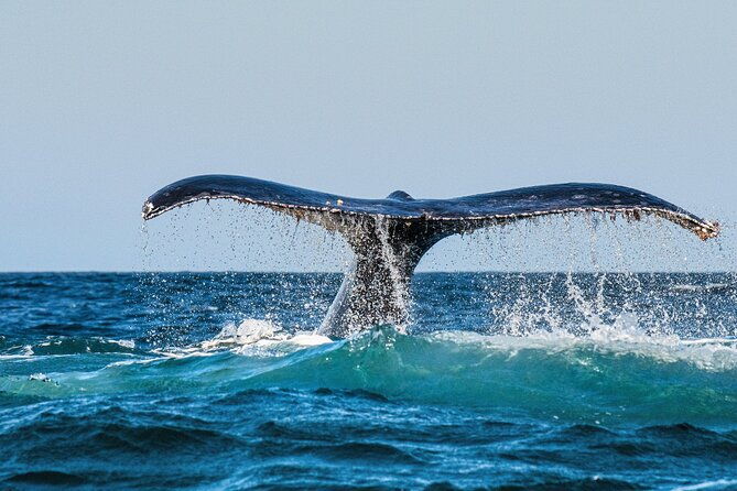 whale-and-dolphin-watch-boat-cruise-in-oahu