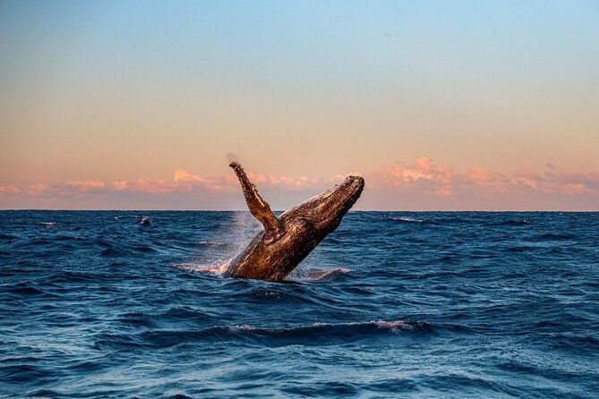 whale-and-dolphin-watch-boat-cruise-in-oahu