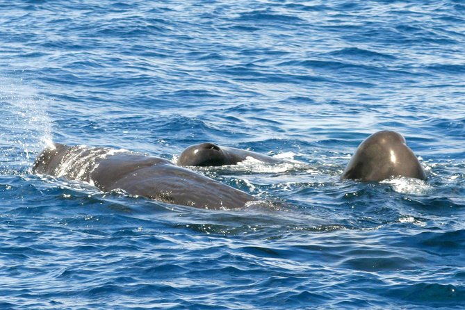 whale-and-dolphin-watching-cruise-in-st-lucia