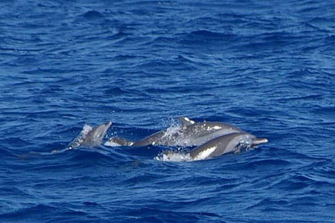 whale-and-dolphin-watching-cruise-in-st-lucia