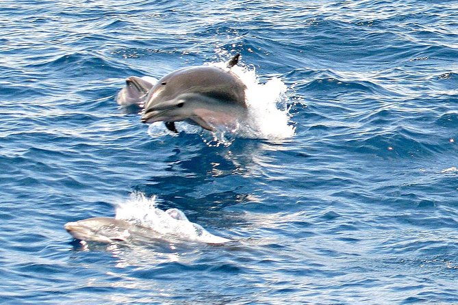 whale-and-dolphin-watching-cruise-in-st-lucia