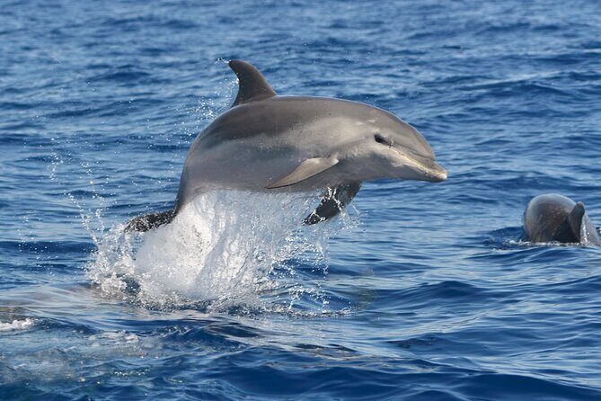Whale and Dolphin Watching EcoAdventure in Tenerife - Frequently Asked Questions