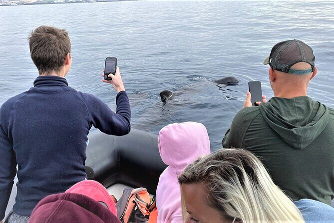 Whale and Dolphin Watching EcoAdventure in Tenerife - Wrapping It All Up