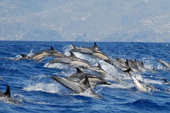 whale-and-dolphin-watching-in-calheta-madeira-island