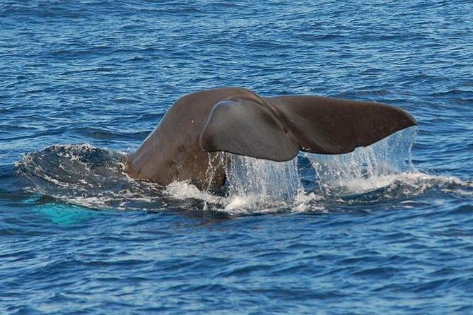 whale-and-dolphin-watching-in-calheta-madeira-island