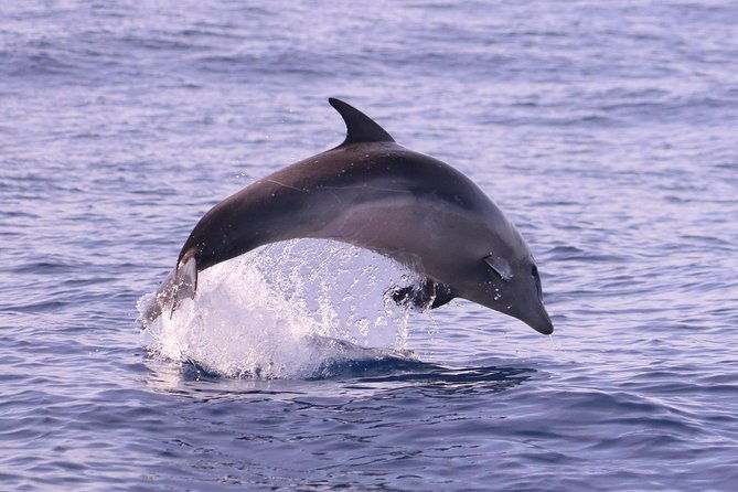 whale-and-dolphin-watching-in-calheta-madeira-island