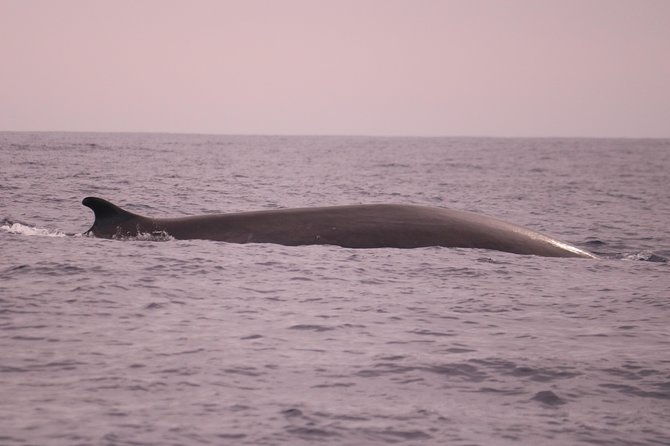 whale-and-dolphin-watching-in-calheta-madeira-island