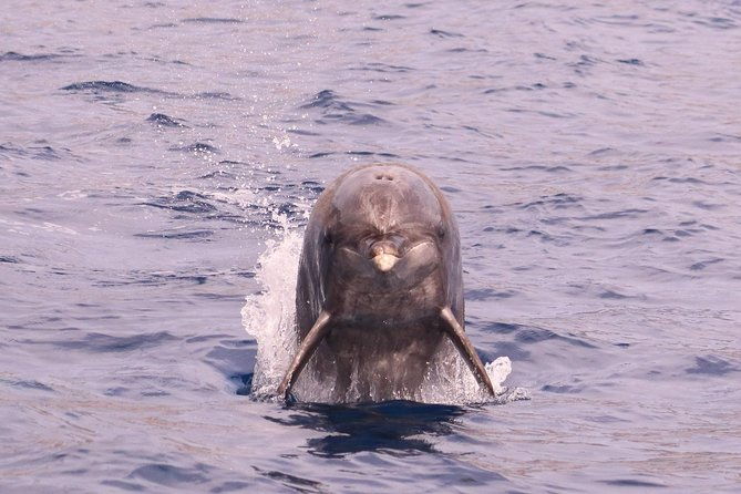 whale-and-dolphin-watching-in-calheta-madeira-island