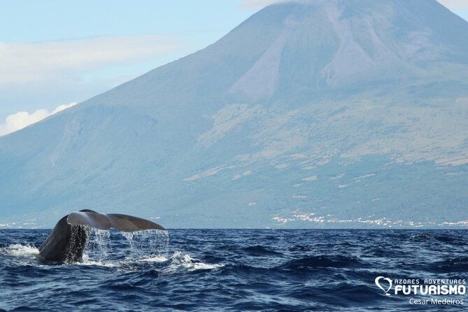 whale-and-dolphin-watching-in-pico-island-2
