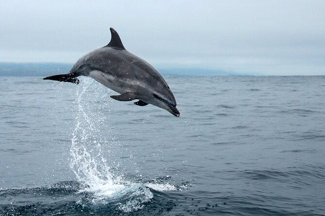 whale-and-dolphin-watching-in-pico-island-2