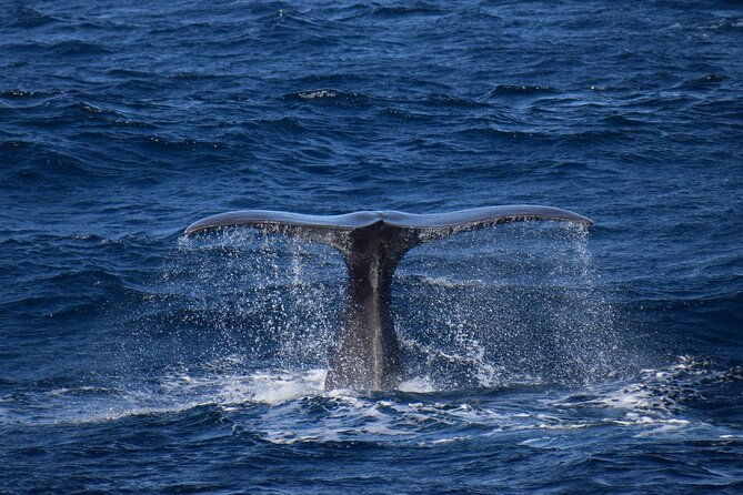 whale-and-dolphin-watching-in-pico-island-2