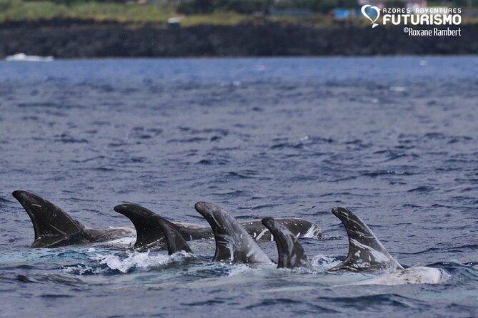 whale-and-dolphin-watching-in-pico-island-2