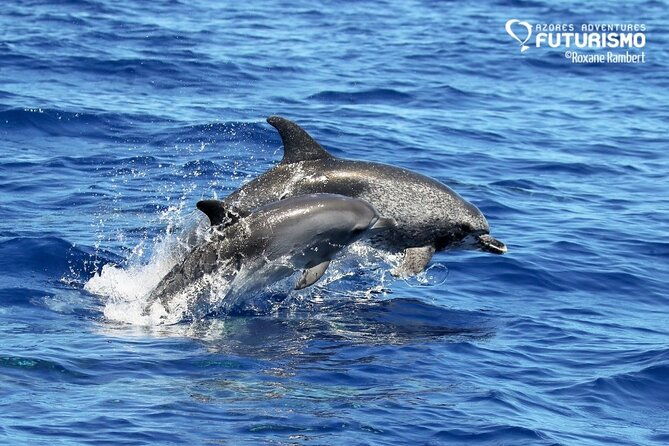 whale-and-dolphin-watching-in-pico-island-2