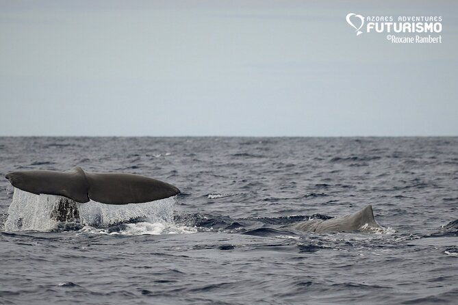 whale-and-dolphin-watching-in-pico-island-2