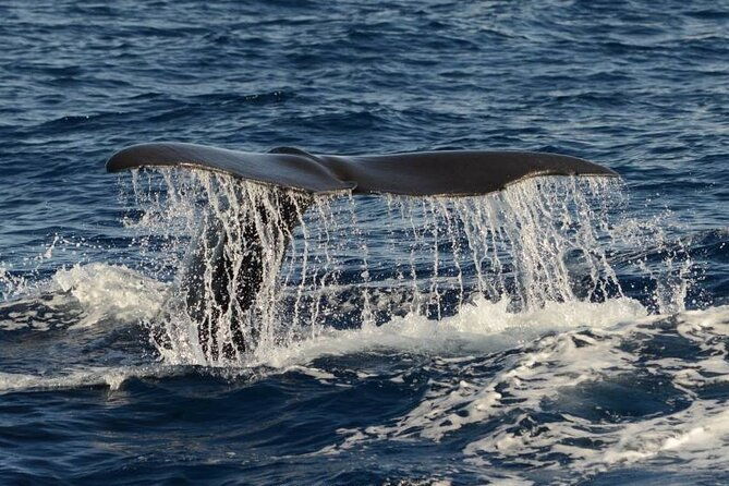 whale-and-dolphin-watching-in-pico-island-half-day