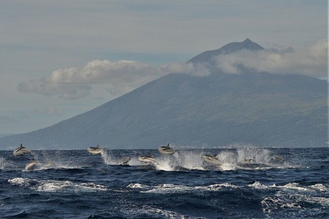 whale-and-dolphin-watching-in-pico-island-half-day