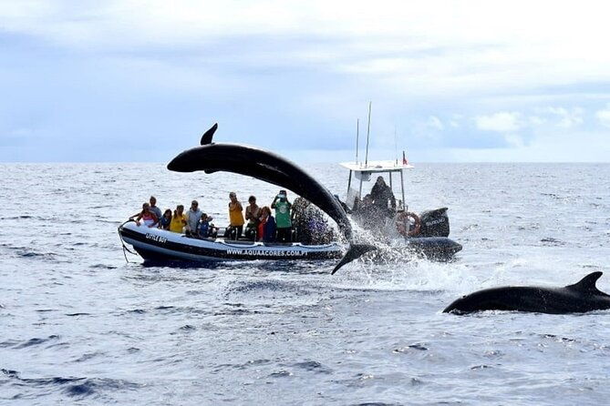 whale-and-dolphin-watching-in-pico-island-half-day