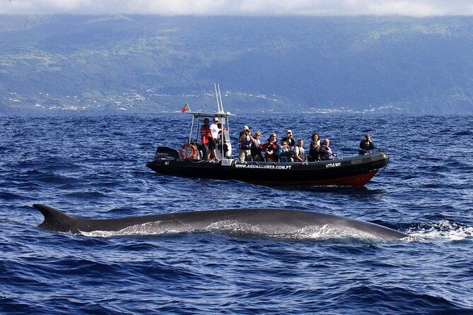 whale-and-dolphin-watching-in-pico-island-half-day