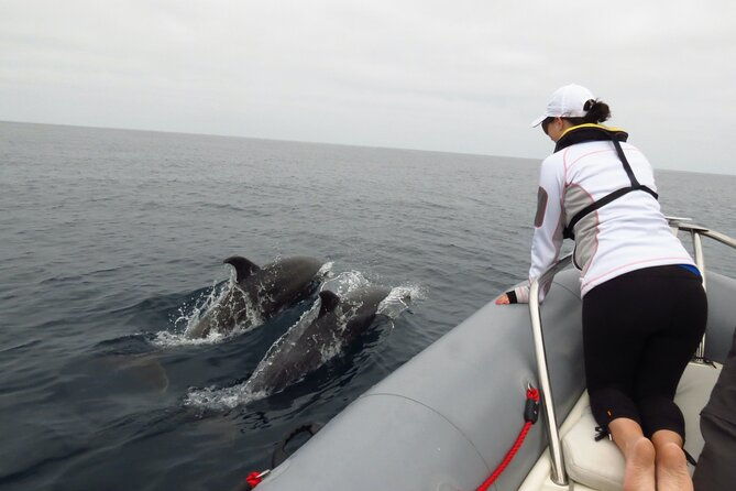 whale-and-dolphin-watching-in-san-diego