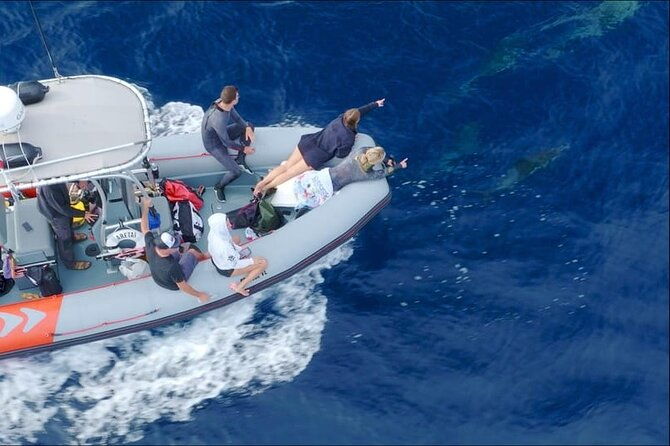 whale-and-dolphin-watching-in-san-diego-speedboat-tour
