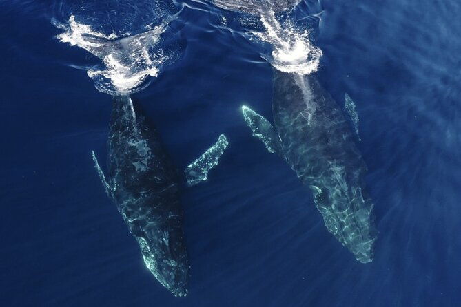 whale-and-dolphin-watching-in-san-diego-speedboat-tour