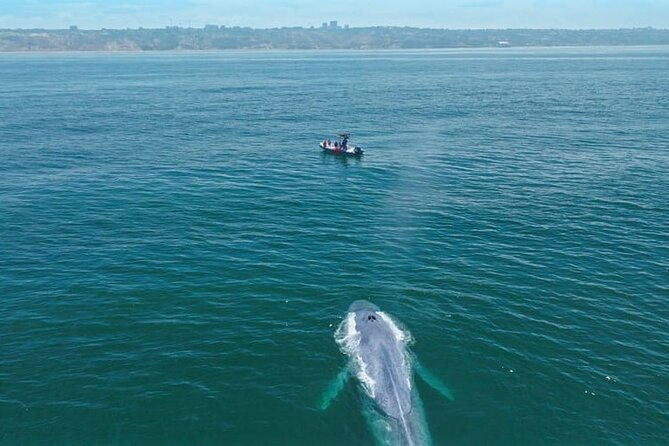 whale-and-dolphin-watching-in-san-diego-speedboat-tour