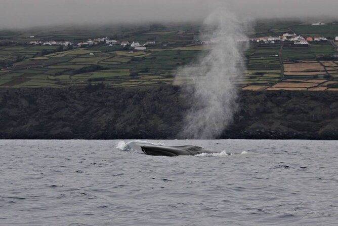 whale-and-dolphin-watching-in-terceira-island-2