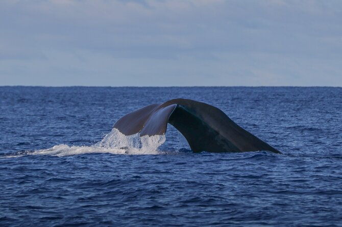 whale-and-dolphin-watching-in-terceira-island