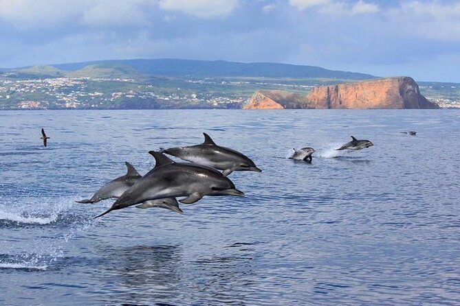 whale-and-dolphin-watching-in-terceira-island