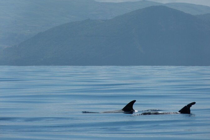 whale-and-dolphin-watching-in-terceira-island