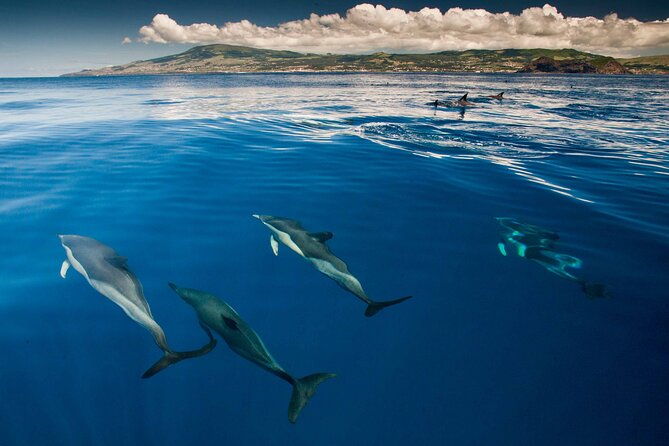 whale-and-dolphin-watching-in-terceira-island