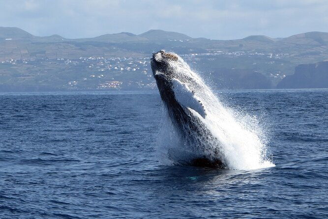 whale-and-dolphin-watching-in-terceira-island