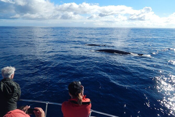 whale-and-dolphin-watching-in-terceira-island