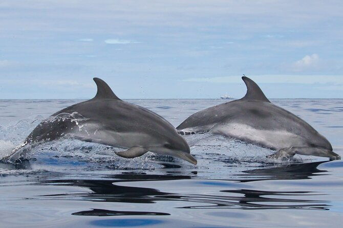 whale-and-dolphin-watching-in-terceira-island