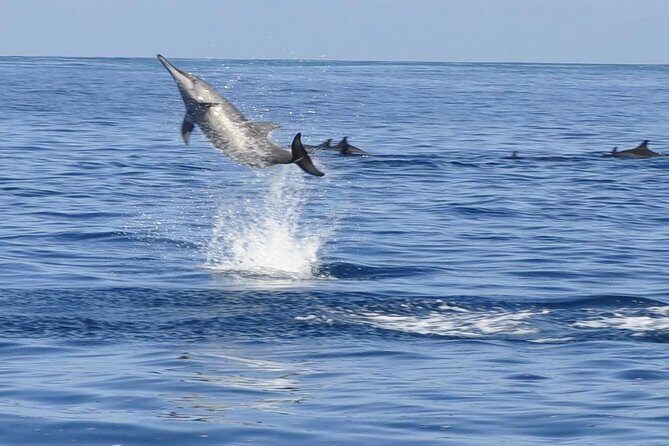 Whale and Dolphin Watching Private Boat Tour from Mauritius - Key Points