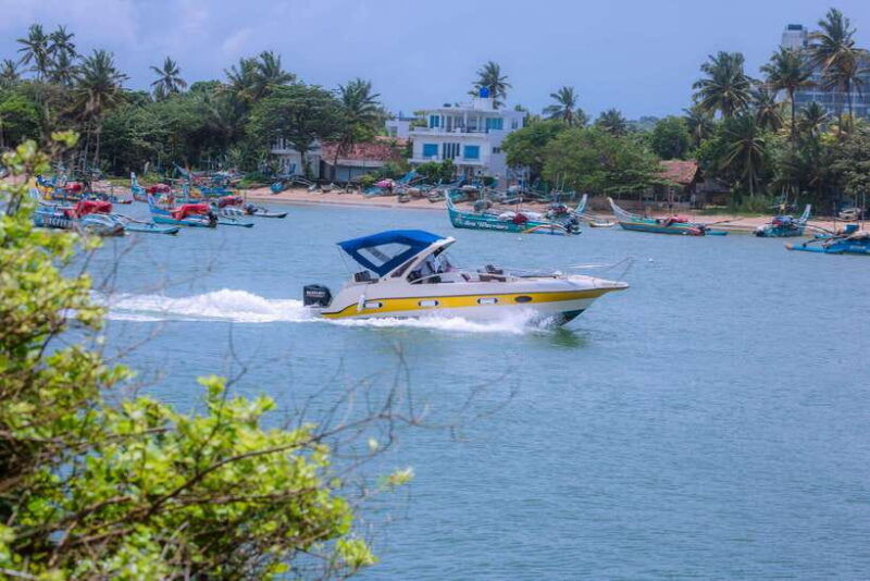 whale-and-dolphin-watching-private-speed-boat-tour