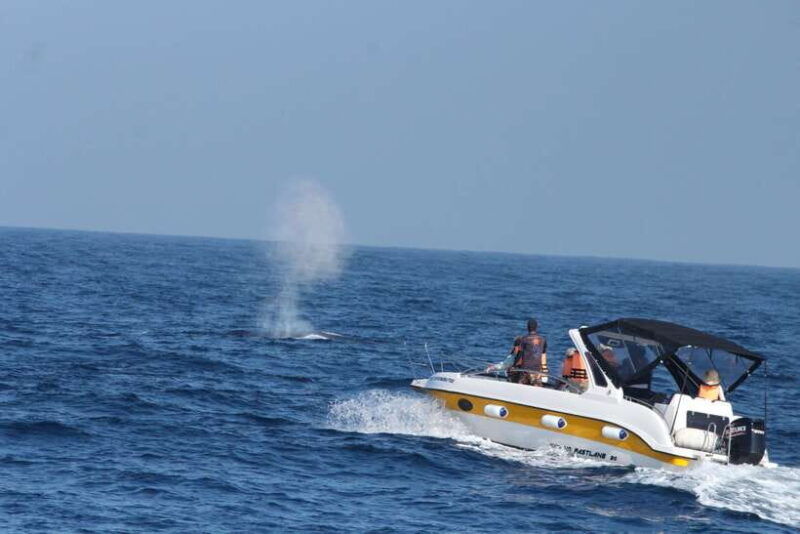 whale-and-dolphin-watching-private-speed-boat-tour